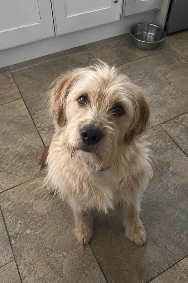 Phone photo of a dog